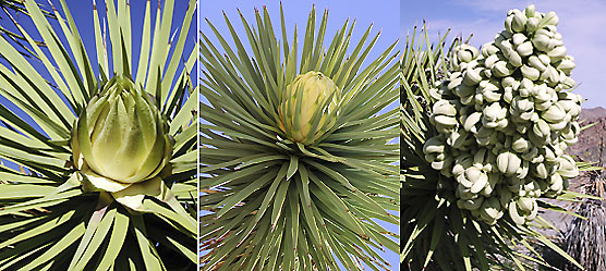 collage of Joshua trees from bud to bloom