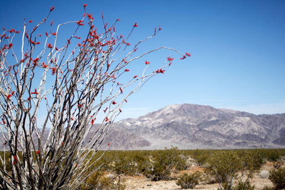 ocotillo with Pinto Mountain in the background.