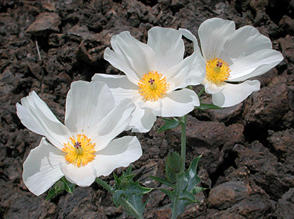 smooth prickly poppy