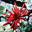 slate pencil urchin