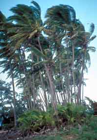 Coconut palms.