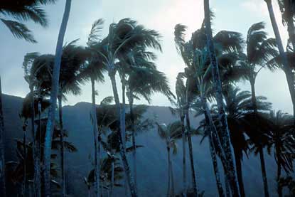 Coconut palms at Kalaupapa Settlement.