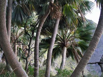 Loulu, Prichardia hillebrandii, on Huelo Islet.