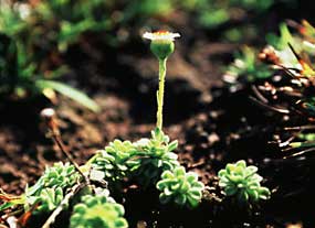Tetramolopium rockii