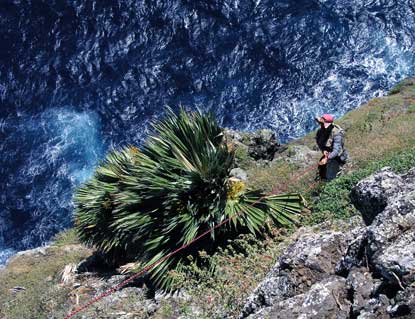 Ropework is needed to monitor rare Prichardia on the Molokai Islets.