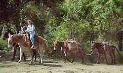 muleride