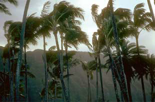 Blowing Palm Trees