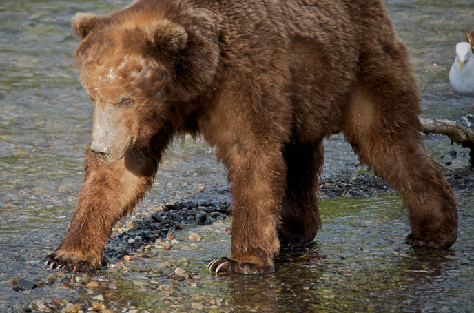 Adult male bear walking in river