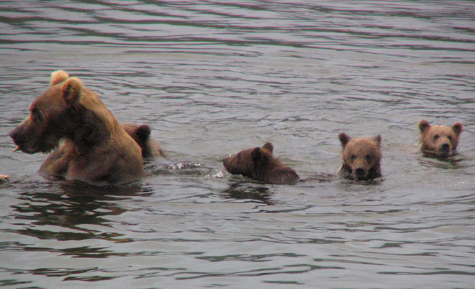 bear in water with four cubs nearby