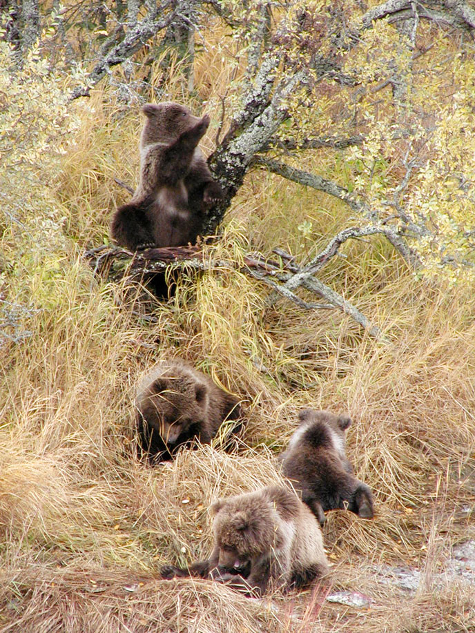 four bear cubs playing in vegetation