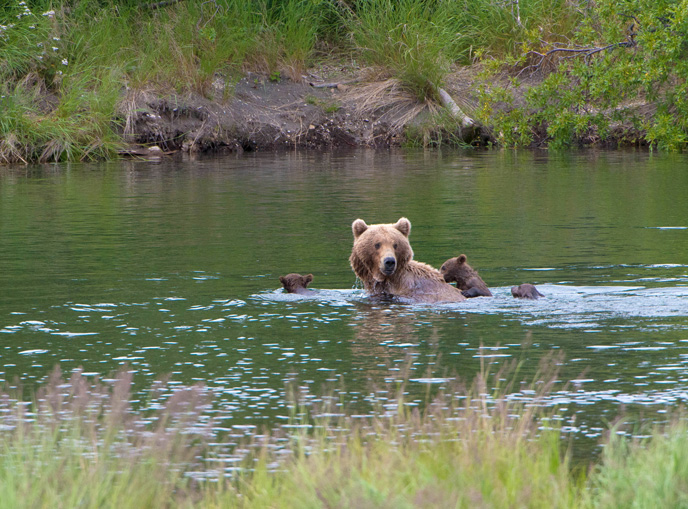 bear in river with three cubs
