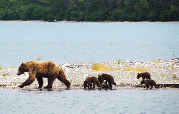 bear walking with four spring cubs