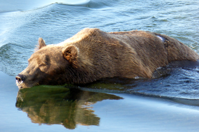 Brown bear swimming in river