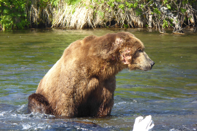 large bear with missing right ear sitting in river