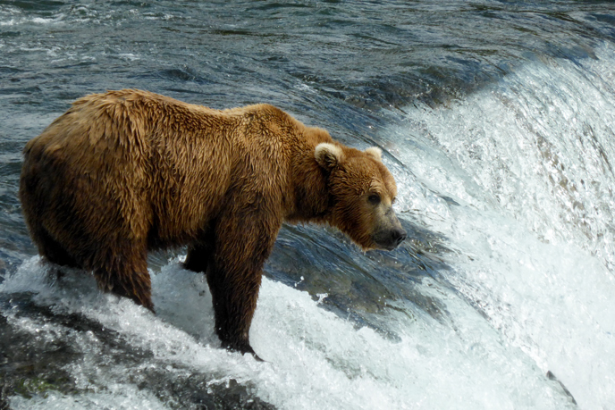 bear standing on edge of Brooks Falls