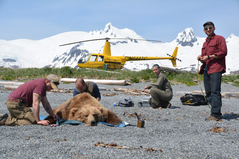 Researchers inspect a sedated bear
