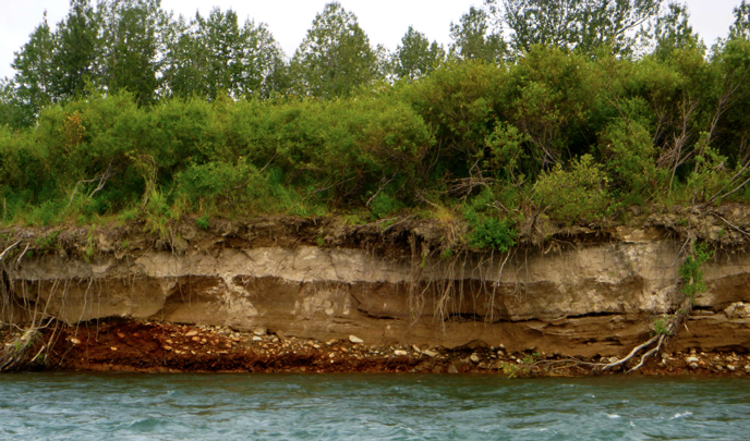 Cut bank on Kamishak River with ash layer from 1912 eruption