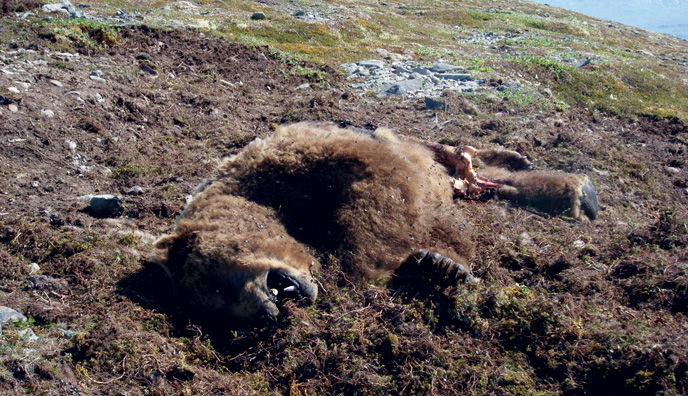 Dead bear on mountainside