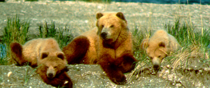 The bear nicknamed Sister (center) is flanked by her yearling cubs in 1983