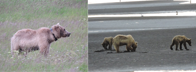 bear with radio collar (left) and bear digging in mud with yearling cubs (right)