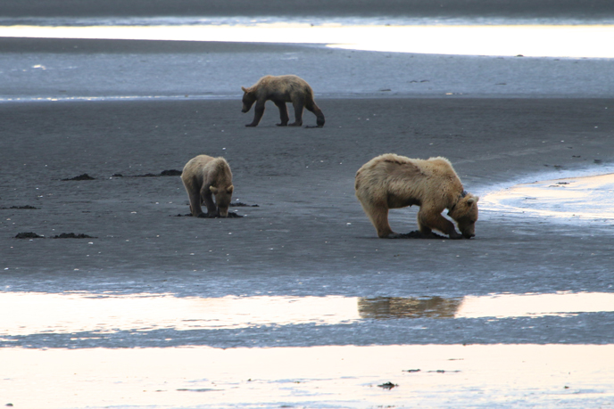 bears digging for clams on mudflat