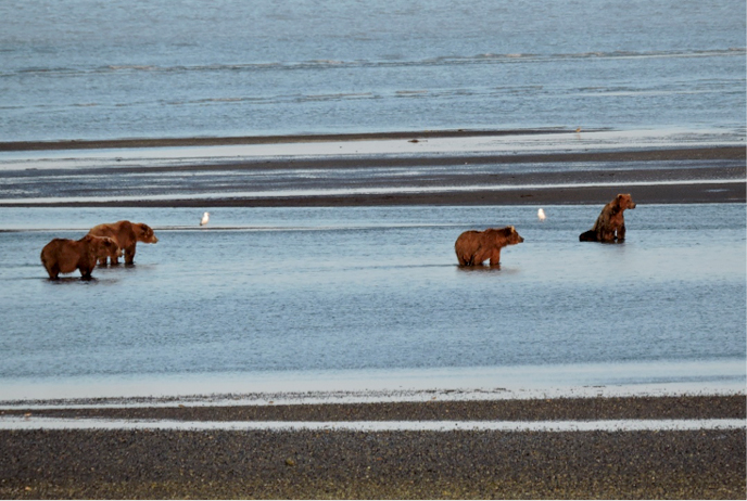 bears waiting to fish for salmon at a tidal creek