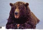 Brown Bear eating salmon