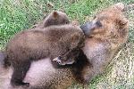 Brown bear nursing cubs