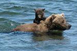 Brown bear ferries cub