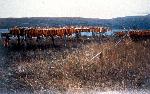 Historic Salmon rack