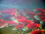 sockeye salmon
