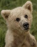 Bear Cub