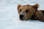 Brown bear at base of Brooks Falls