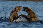 Cubs playing