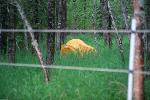 A typical tent site in tall grass
