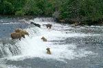 Brown bears gathering to feast on sockeye salmon
