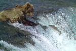 Brown bear fishing for sockeye salmon