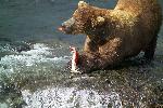 Male brown bear eating fat rich salmon skin