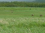 Hallo Bay brown bears feasting on sedges
