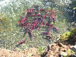 School of sockeye salmon in clear creek