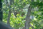 Adult brown bears can climb trees