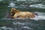 Young bear learning to catch salmon