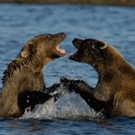 Bears play-fighting