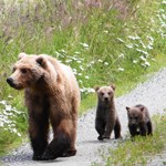 female bear walking with two small spring cubs