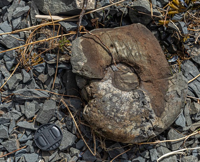 A coiled ammonite fossil laying on a rocky surface with a camera lens cap next to it for size comparison