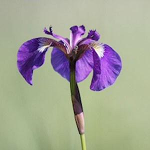 Purple Beachhead Iris wildflower.