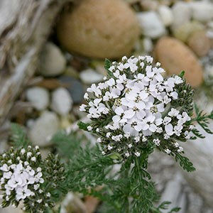 White common yarrow wildflower
