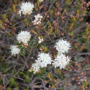 Clusters of small white flowers grow off low growing shrubbery