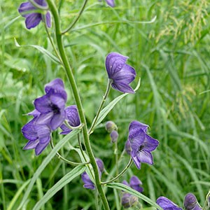 Purple monskhood wildflower.