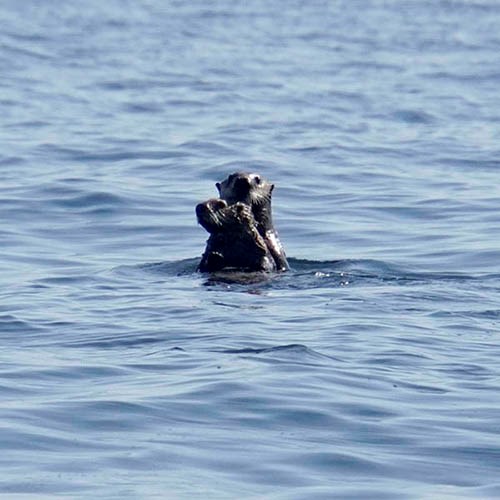 sea otter and pup in water